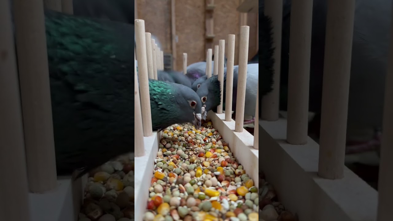 Racing pigeons breeders mix #pigeonracing #racingpigeon #racingpigeons #kalapati #pigeons #palomas