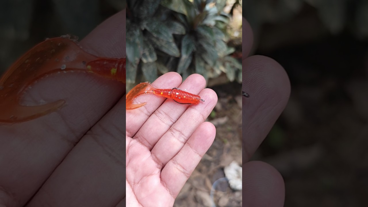 Soft Lures for Beginners: Catch More Fish with These Tricks