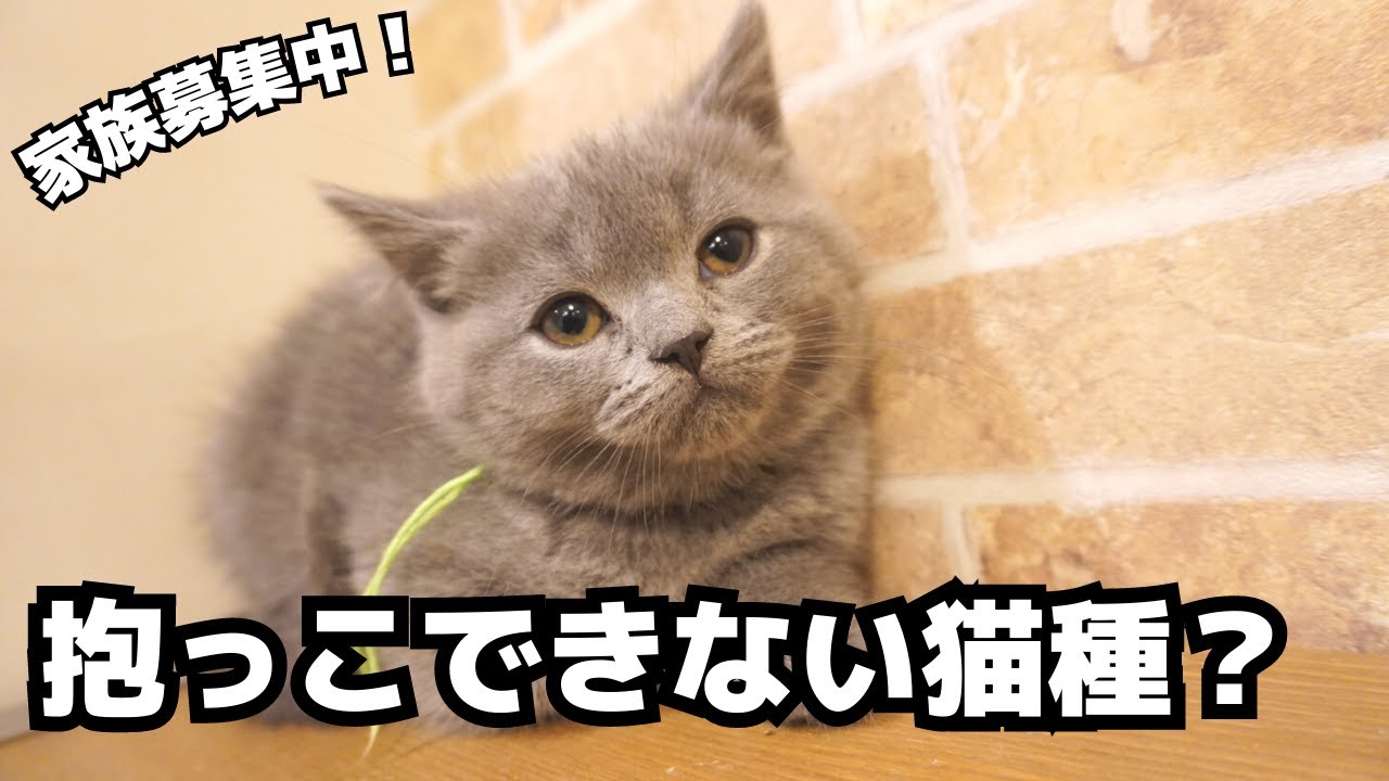 ブリティッシュショートヘアは抱っこできない！？迎える前に【宍戸政俊ブリーダー】神奈川県川崎市