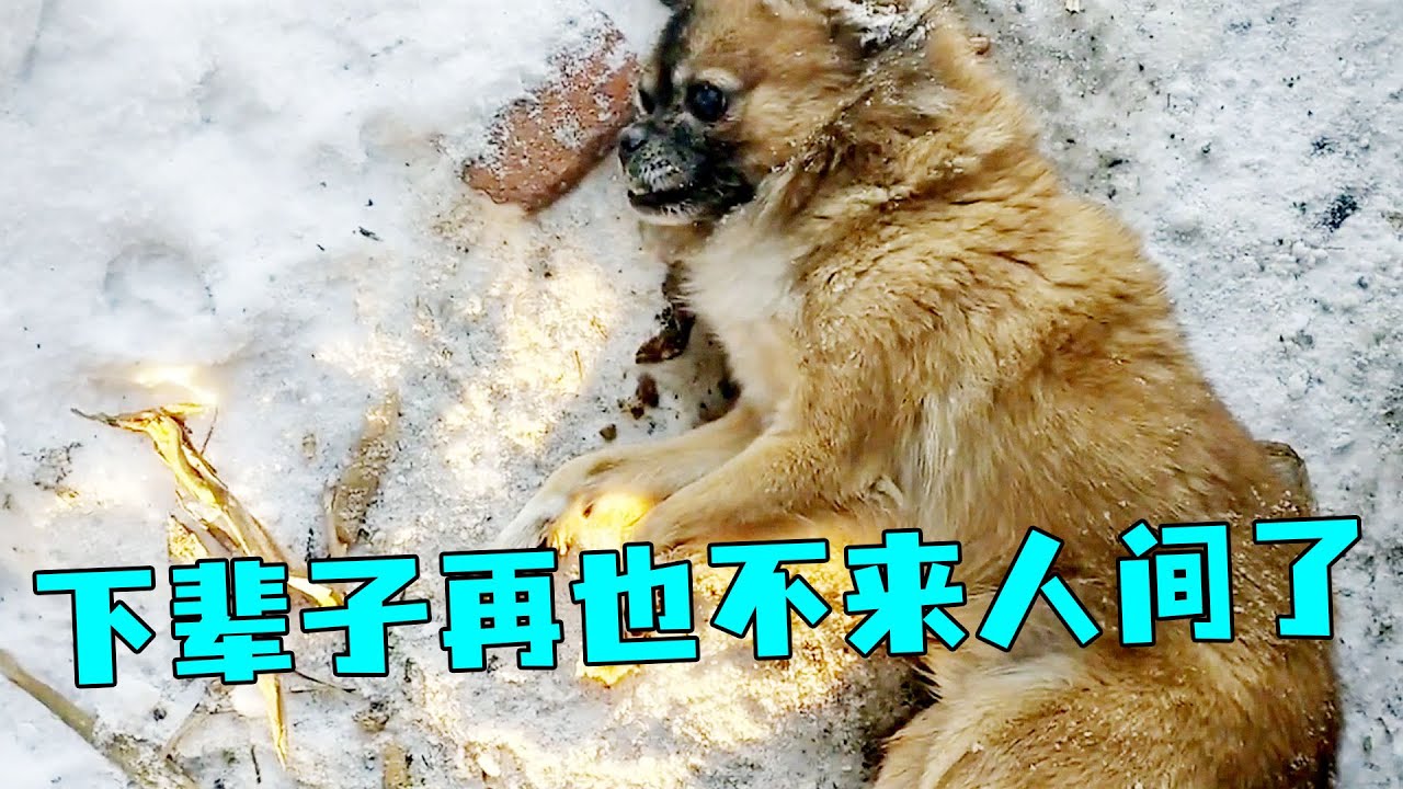 零下20度主人搬進城裡躲寒冬，留下狗狗獨自看守農村空房，結果悲劇了.....【#狗狗 #忠誠 #救助 #流浪狗 #寵物 #動物 #暖心 #善良 #真實故事 #毛孩子 #忠犬 #淚目  】