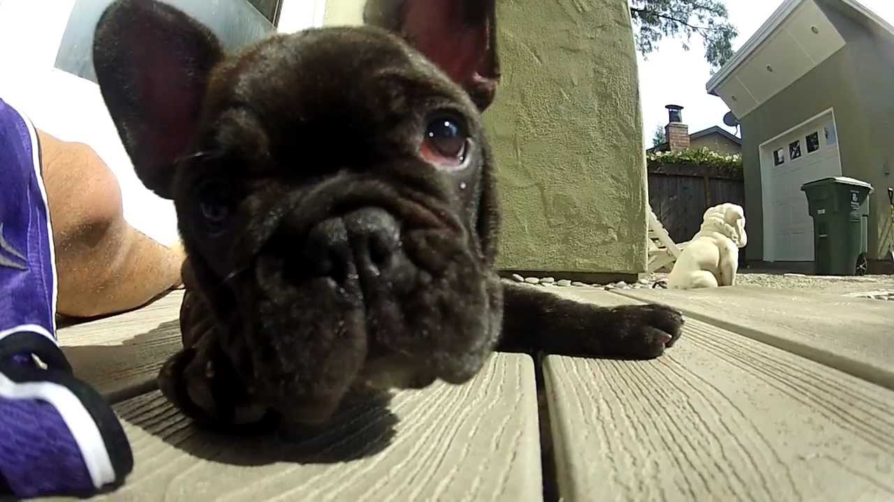 A Day In The Life Of A French Bulldog Puppy