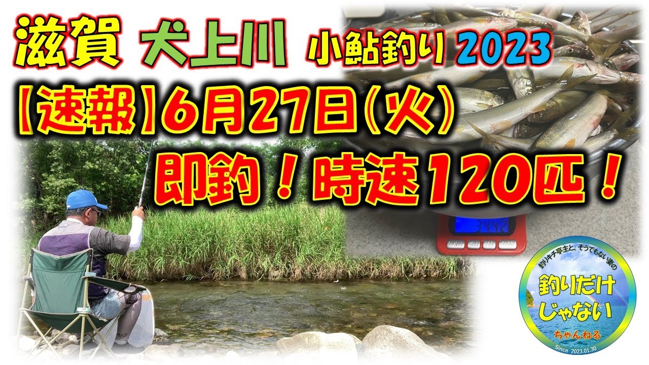 【速報】2023年6月27日・小鮎釣り・犬上川・即釣・時速120匹。小鮎が釣れる場所・シチュエーション。