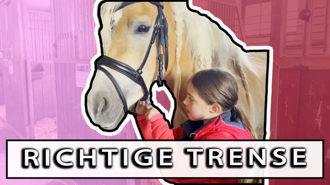 TRENSE & Gebiss vom Pferd einstellen | Shopping Tipps bei Krämer Folge 36