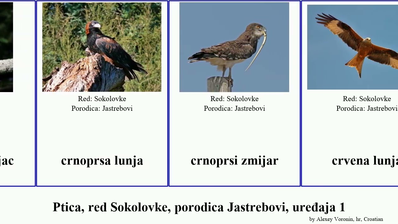 Ptica, red Sokolovke, porodica Jastrebovi, uređaja 1 orao &scaron;kanjac lunja kobac sup bjelotrbi eja