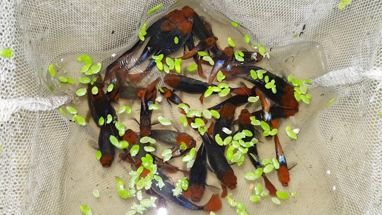 Guppy Full red - Cá 7 Màu size Cối | Trại Cá Kiểng Diamond Da