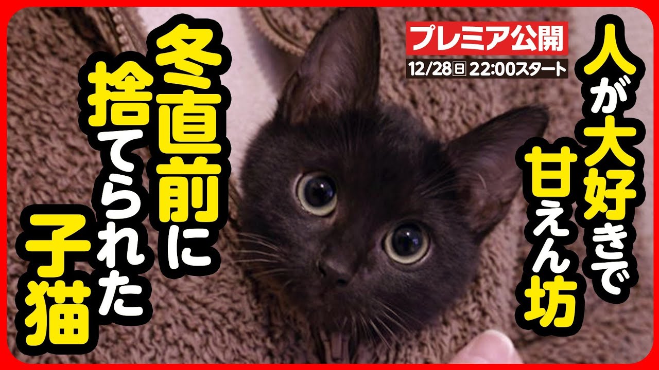 【子猫 保護】真冬直前に捨てられた子猫...人が大好きなのに なぜ捨てるのか