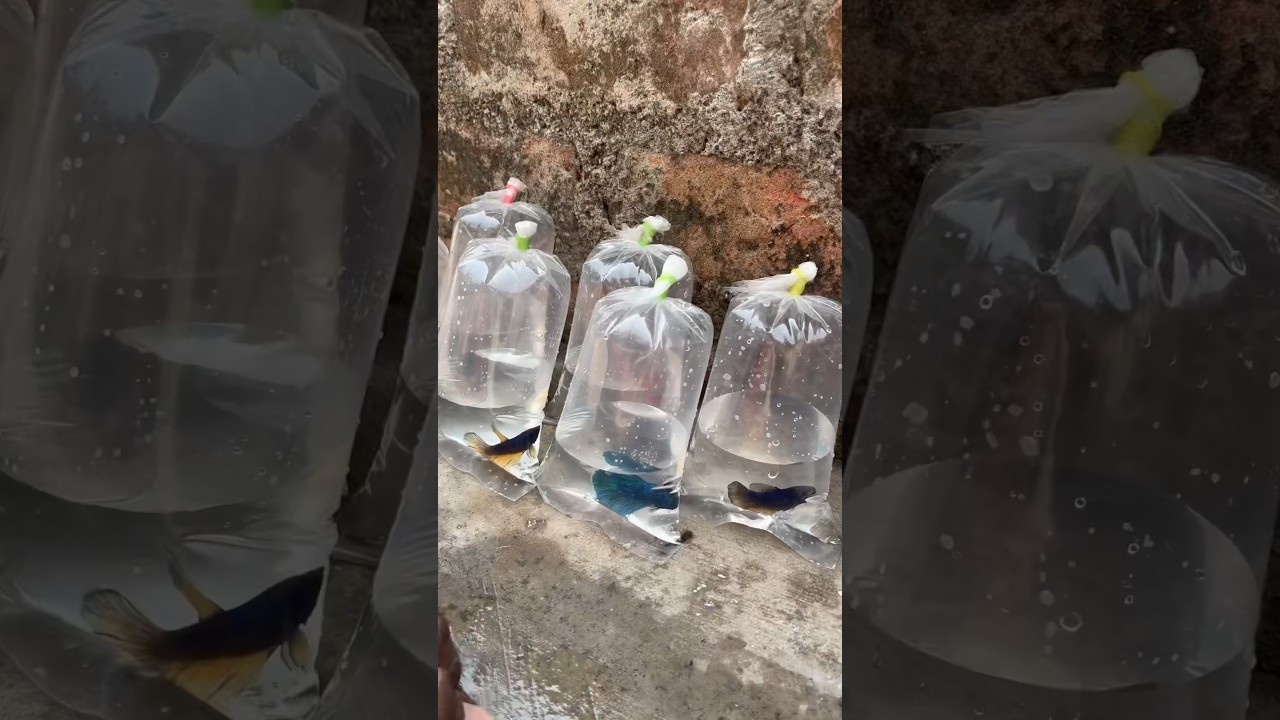 😍🎁🐠💥Betta fish packing🎁🌊🥰 #bettafish #betta #aquarium #fish #tamil #fishlover #aquariumfish