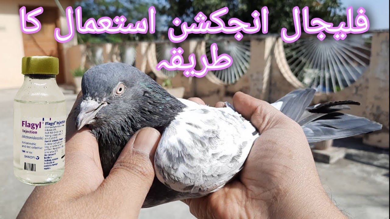 How to use Flagyl Injection for pigeons.(urdu/hindi)#majidpigeoncare #sialkoti #sialkotikabootar
