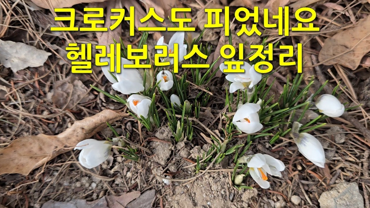 크로커스도 피었네요,  헬레보러스 잎정리. Crocuses are blooming too, helleborus leaves are being trimmed