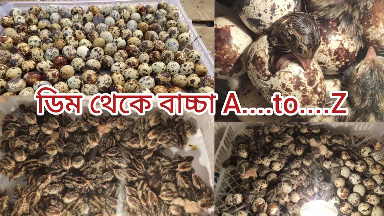 😱কক্সিটের ছোট ইনকিউবেটরে কোয়েল পাখির বাচ্চা ফুটানো হচ্ছে প্রায় 300 টিরও বেশি এটা কিভাবে সম্ভব