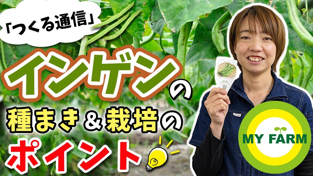 インゲンの育て方を徹底解説！種まきから栽培中の管理・収穫まで【つくる通信】
