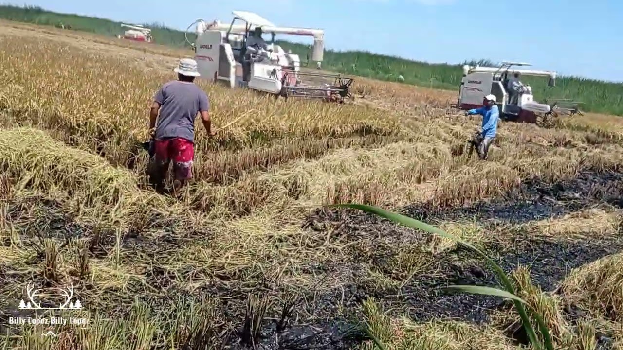 maquinas recolectoras de arroz y caza de gallaretas de picó Rojo