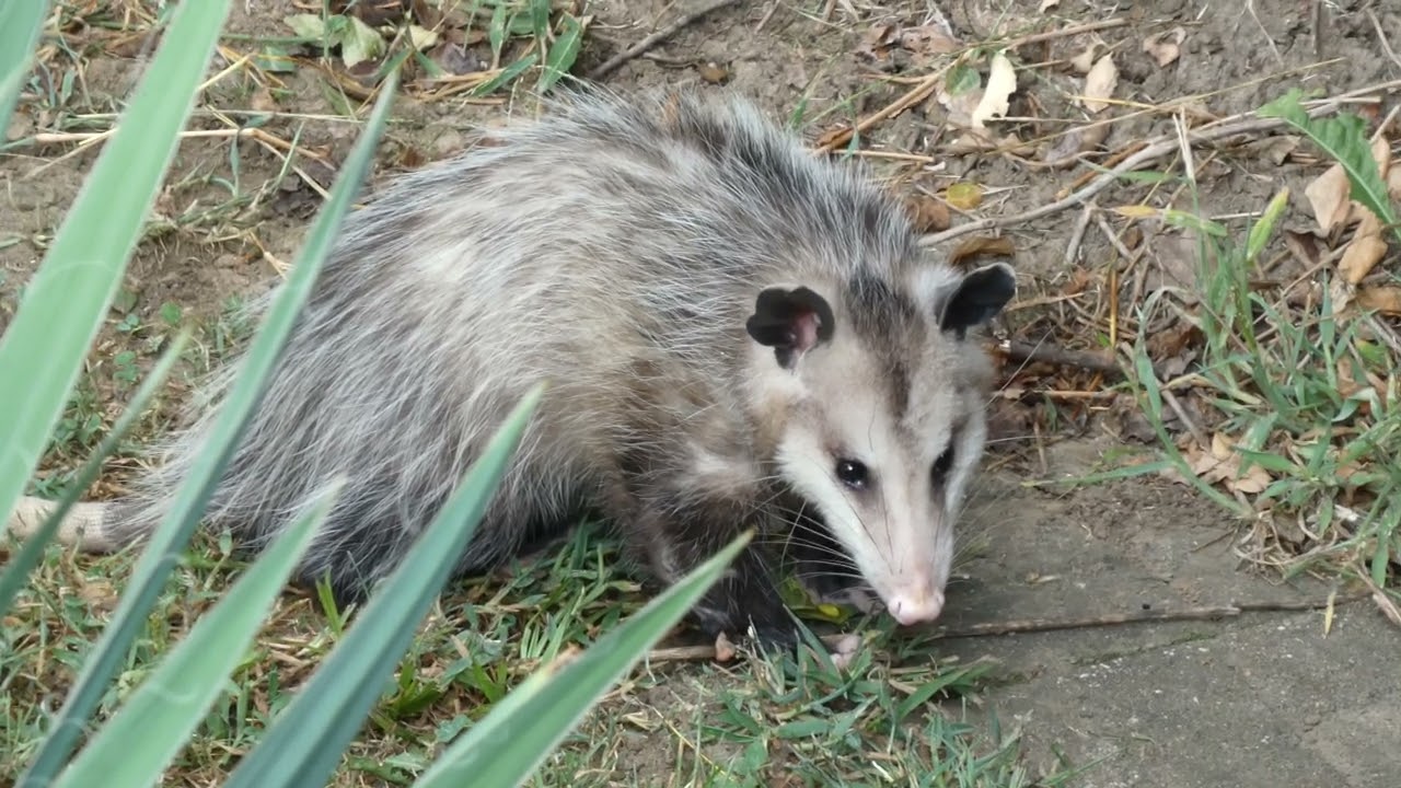 Opossum in the Yard