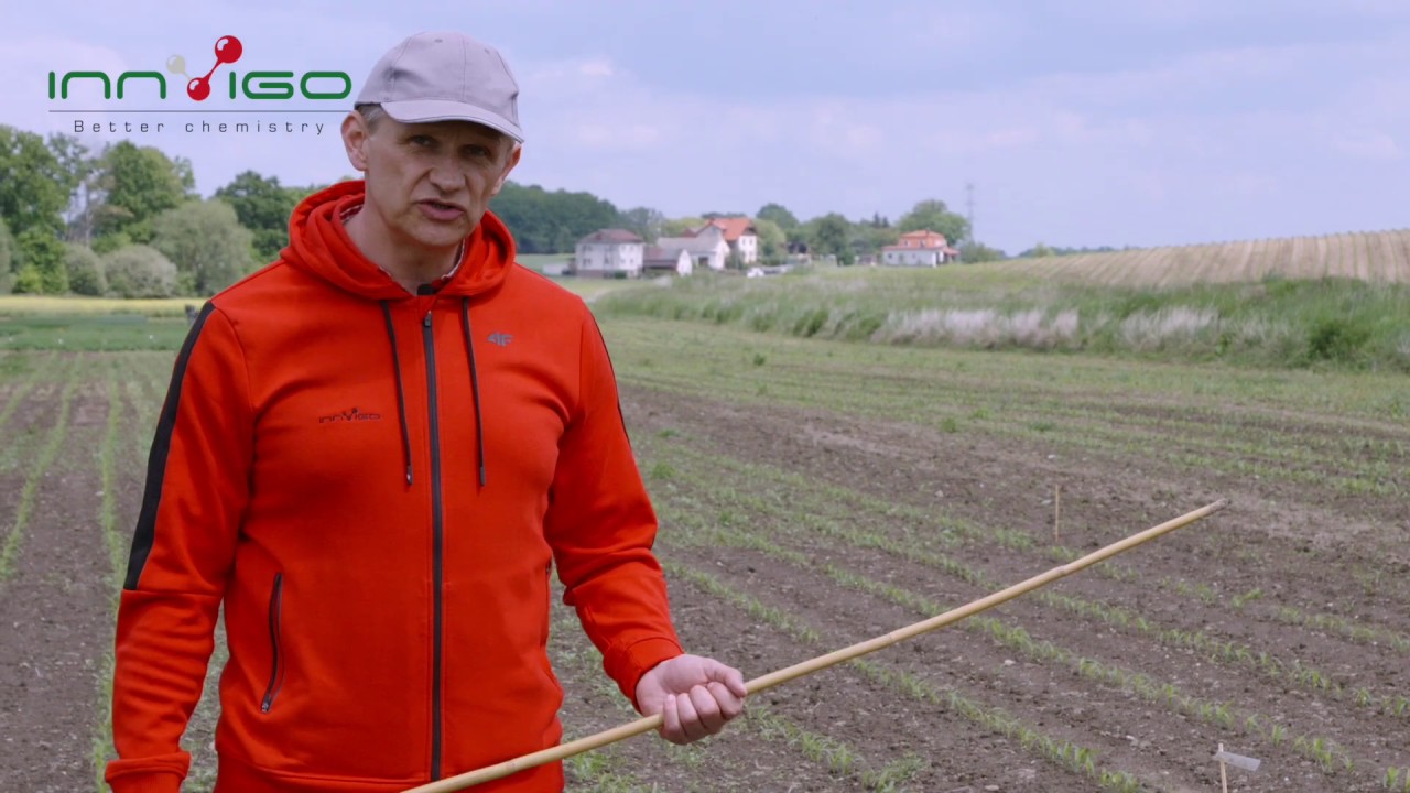 Doglebowe herbicydy który zwalczą wszystkie chwasty w kukurydzy- Metodus 650 WG + Metos 960 EC.
