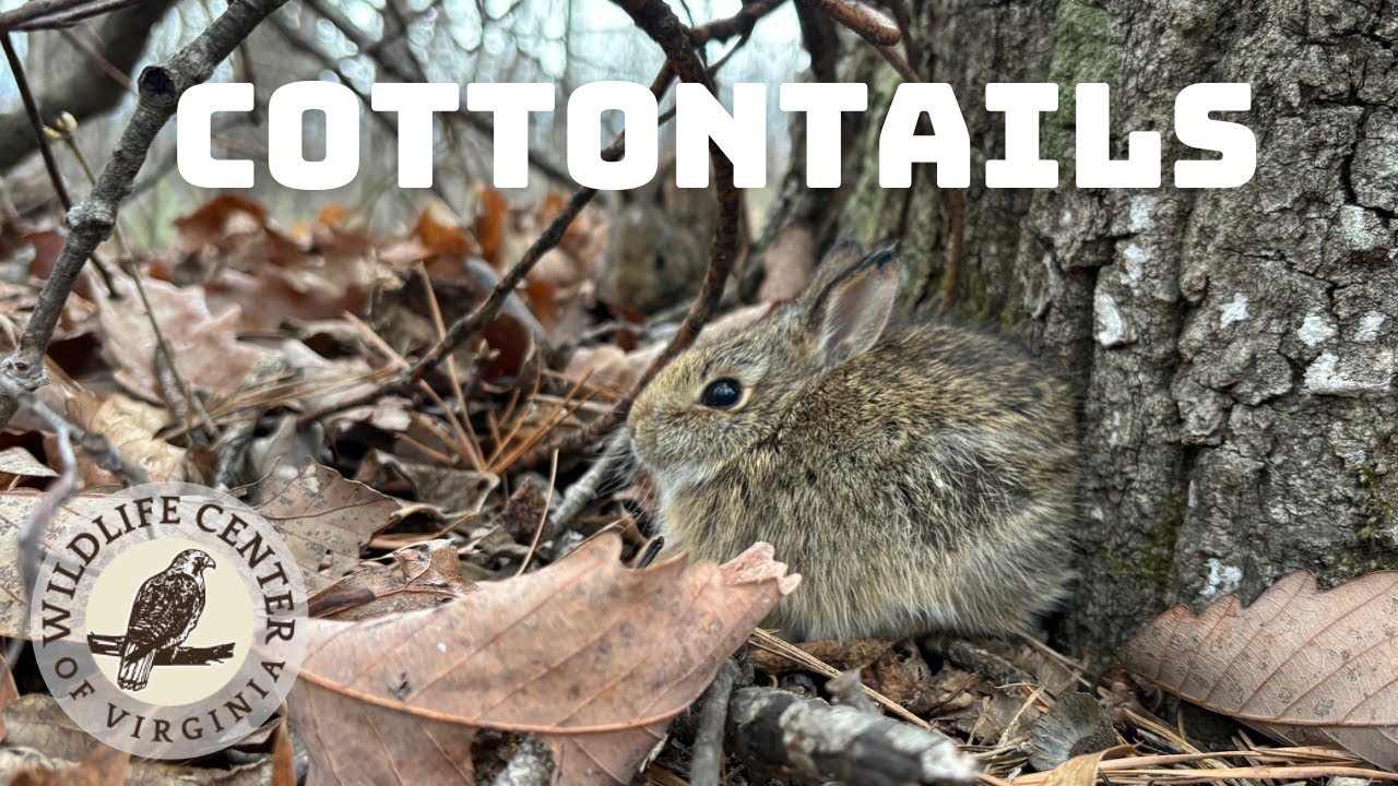 What to do if you find a baby cottontail rabbit