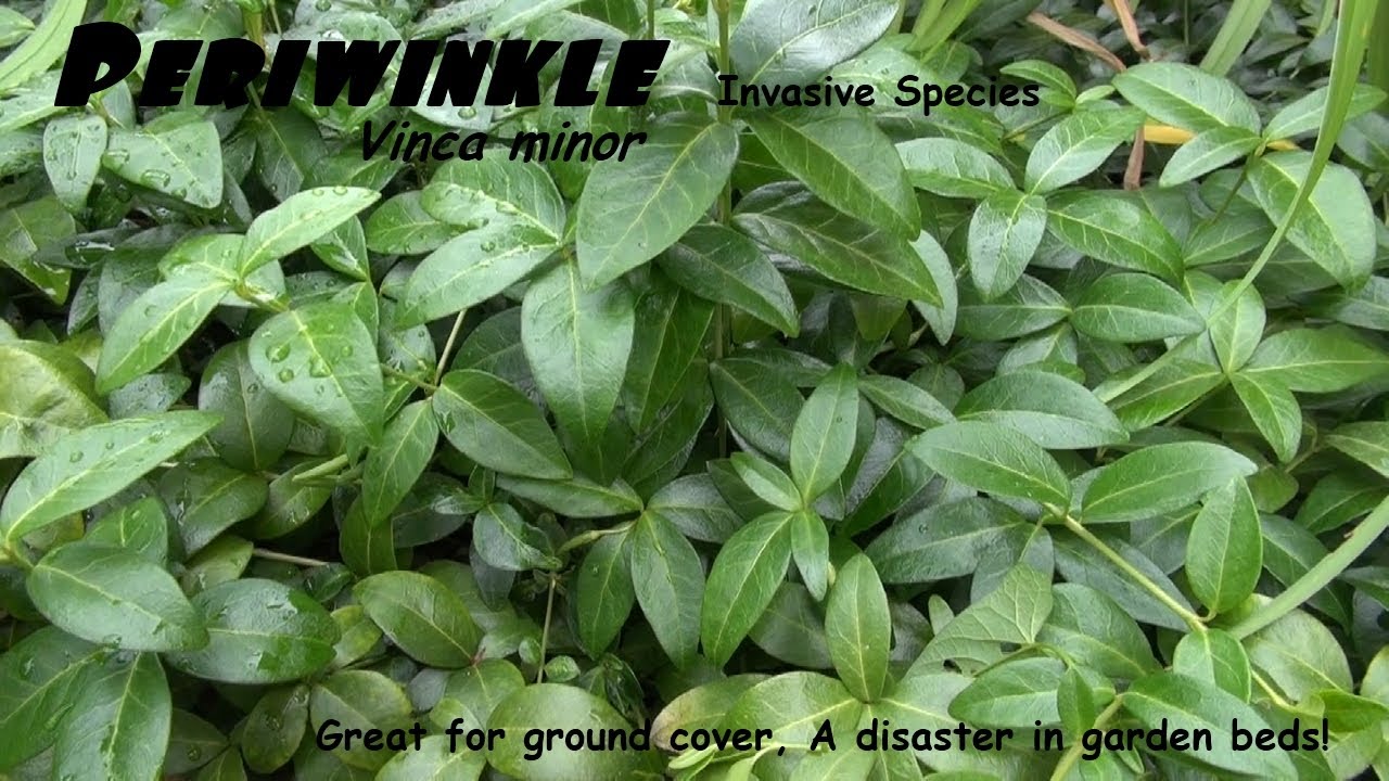 ⟹ PERIWINKLE | Vinca Minor | Makes a great ground cover but can be a disaster here's why!
