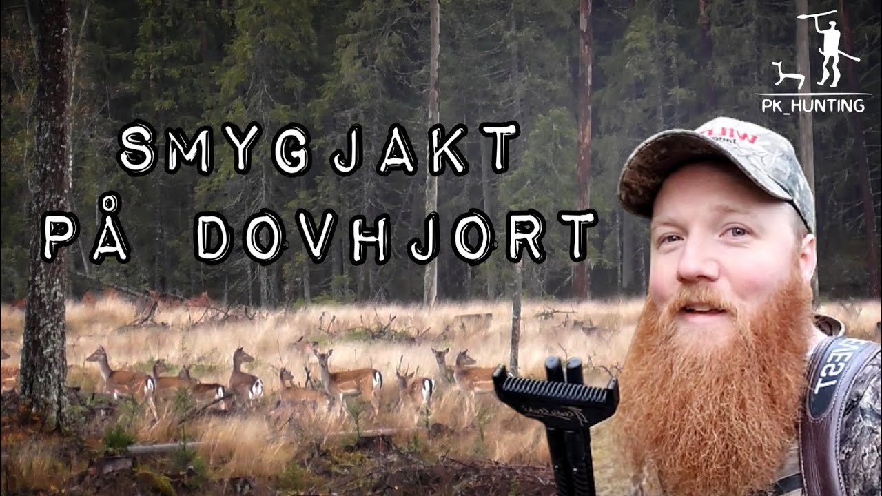 Smygjakt p&aring; Dovhjort. Fallow deer stalking.