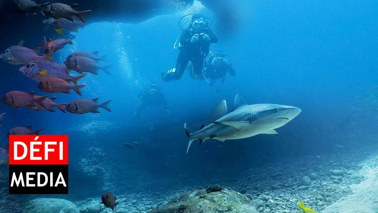 Ma plongée parmi les requins au large de Maurice