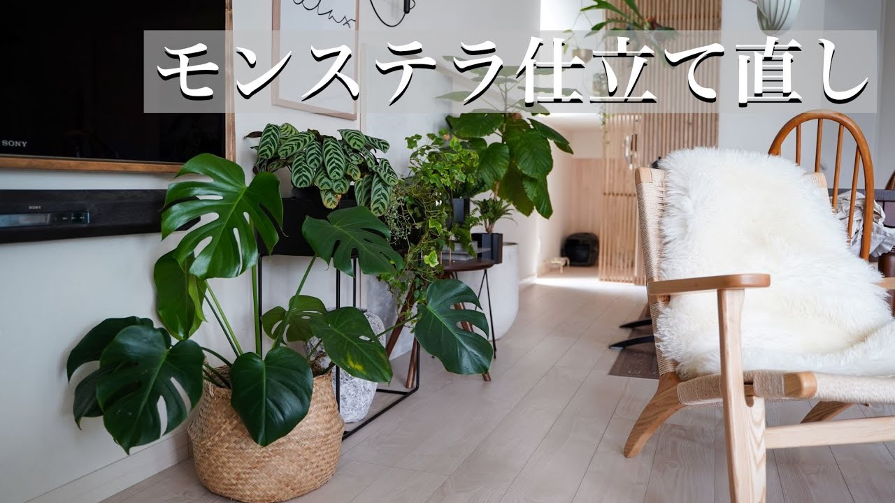 伸びすぎたモンステラを仕立て直し！