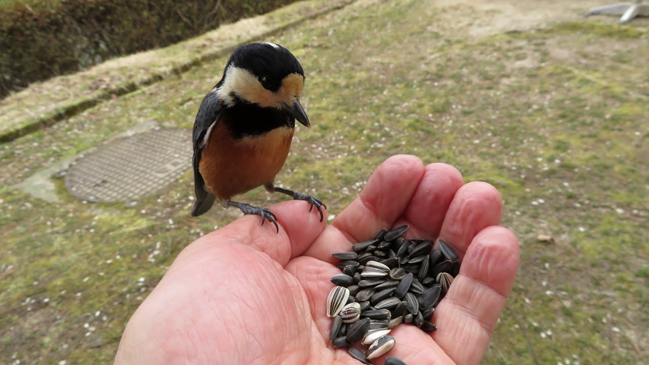 人懐っこいヤマガラ ②  /  Friendly Varied Tit