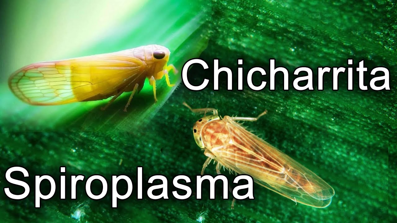 Control de Spiroplasma (Chicharrita en Maíz): Estrategias efectivas 🌾💡