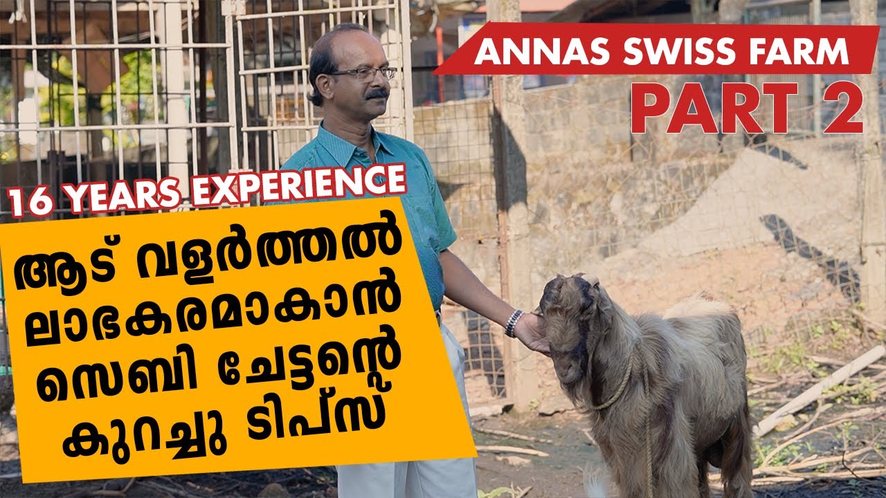 ആട് വളർത്തൽ ഇങ്ങനെ ചെയ്താൽ ലാഭകരമാകാം I Goat farming I Annas Swiss Farm Part 02