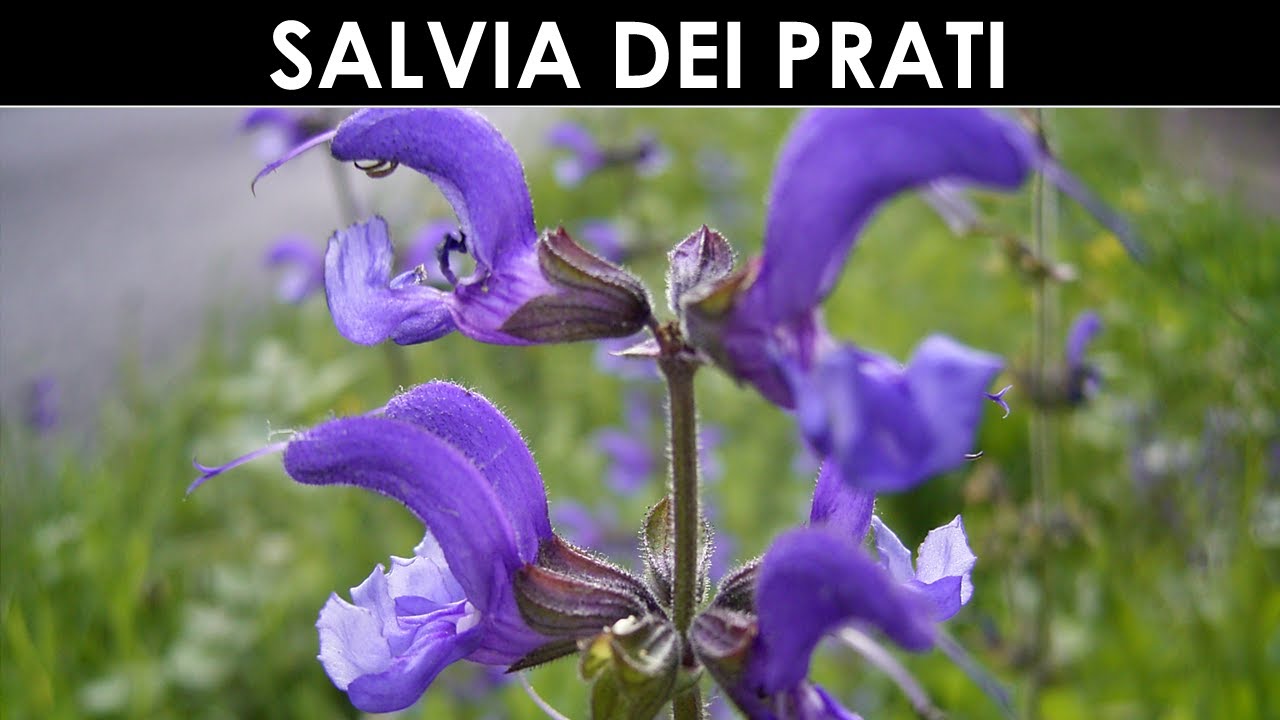 TramErboristiche - La Salvia dei prati, uno spunto insolito.