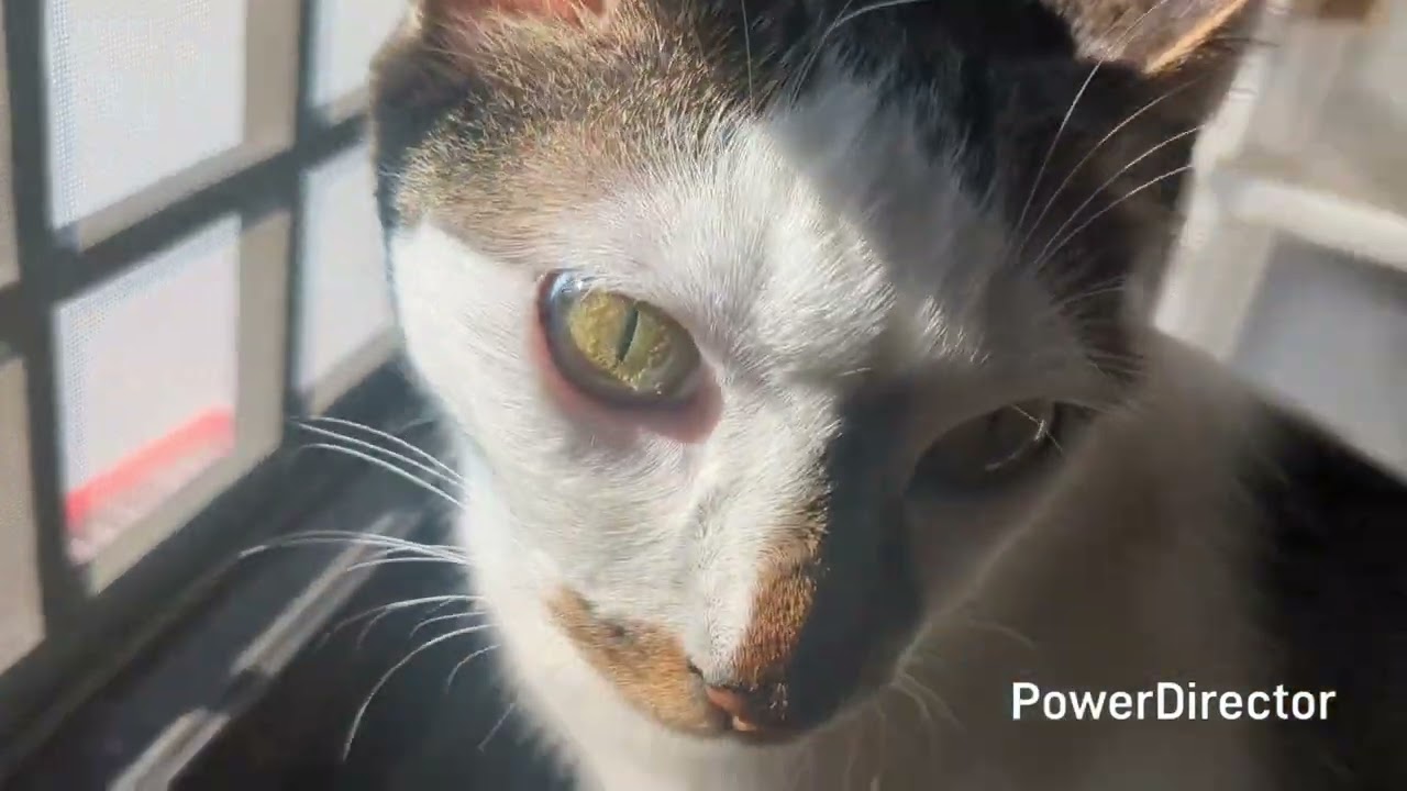 真夏のニャルソッカーのニャア