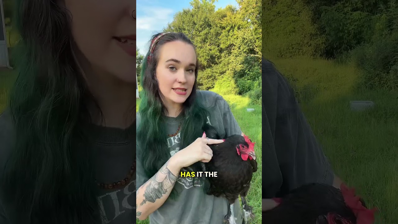 Let's talk chicken lice! #chickens #backyardchickens  #homestead #farming