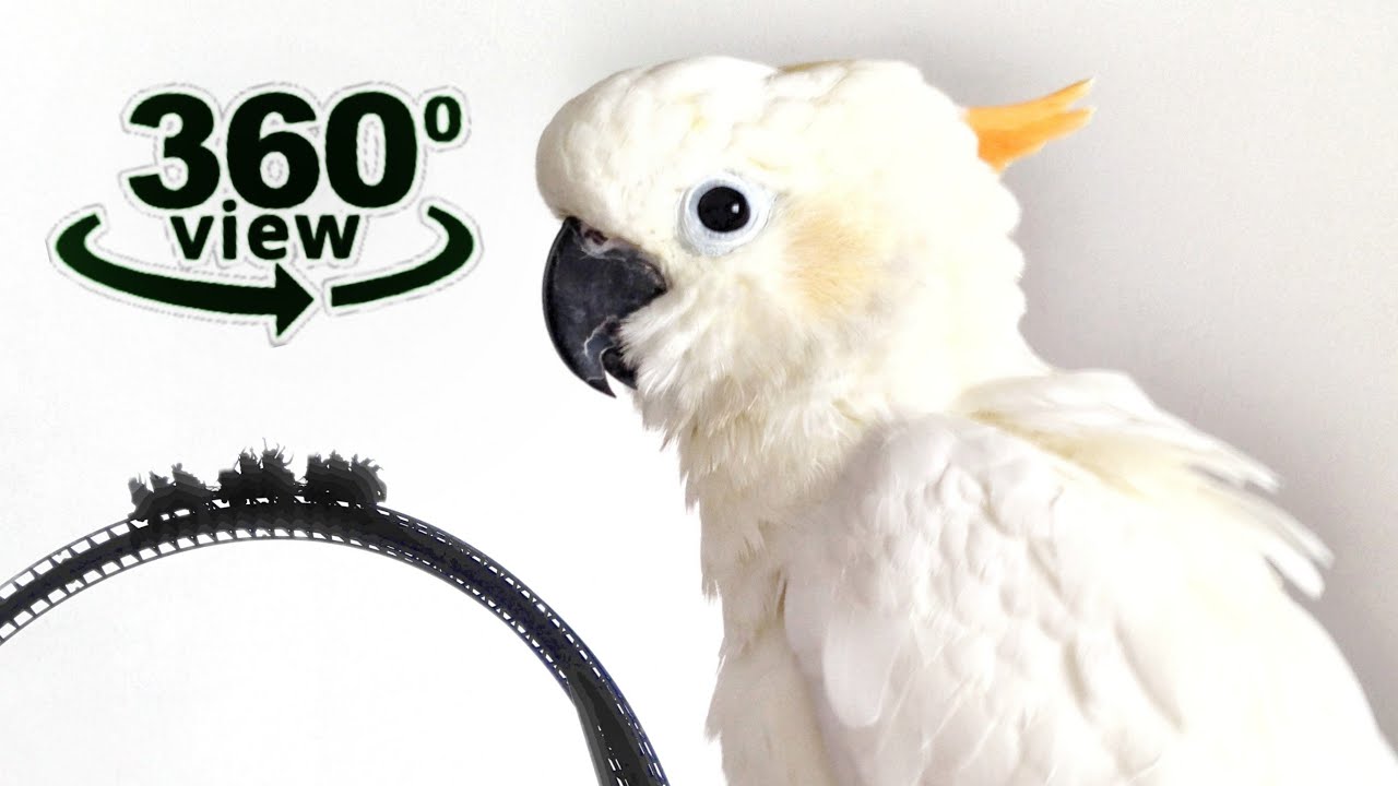 360 video | Australia Roller Coaster Outback Kangaroo Zoo