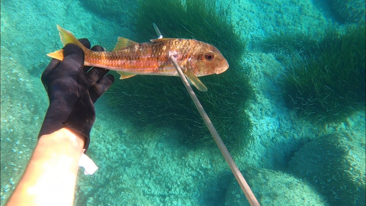 Pesca sub - Grosse triglie nel bassofondo in Corsica ( by gopro 8 )