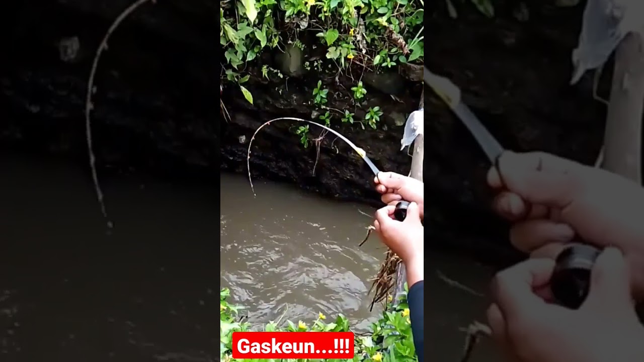 mancing wader babon pakai umpan klik di selokan sawah 