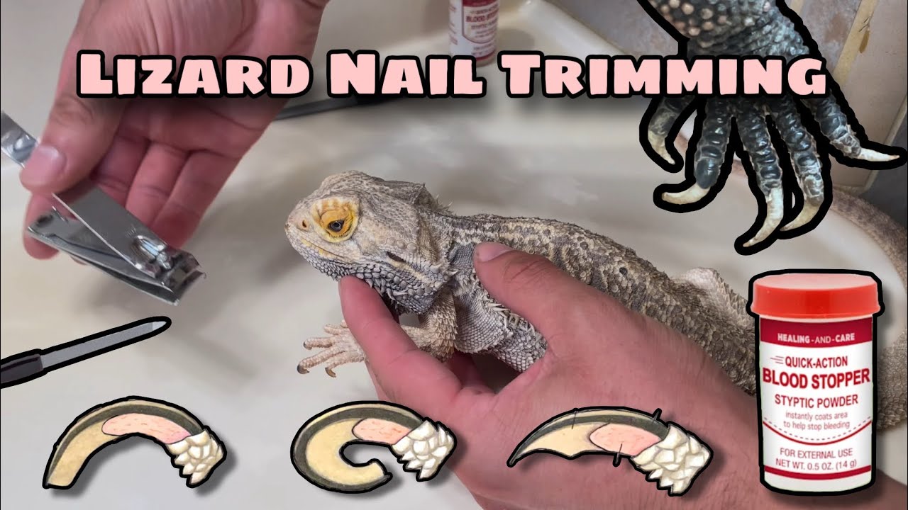 How to trim your Lizards Nails | Normal/Overgrown/Ingrown