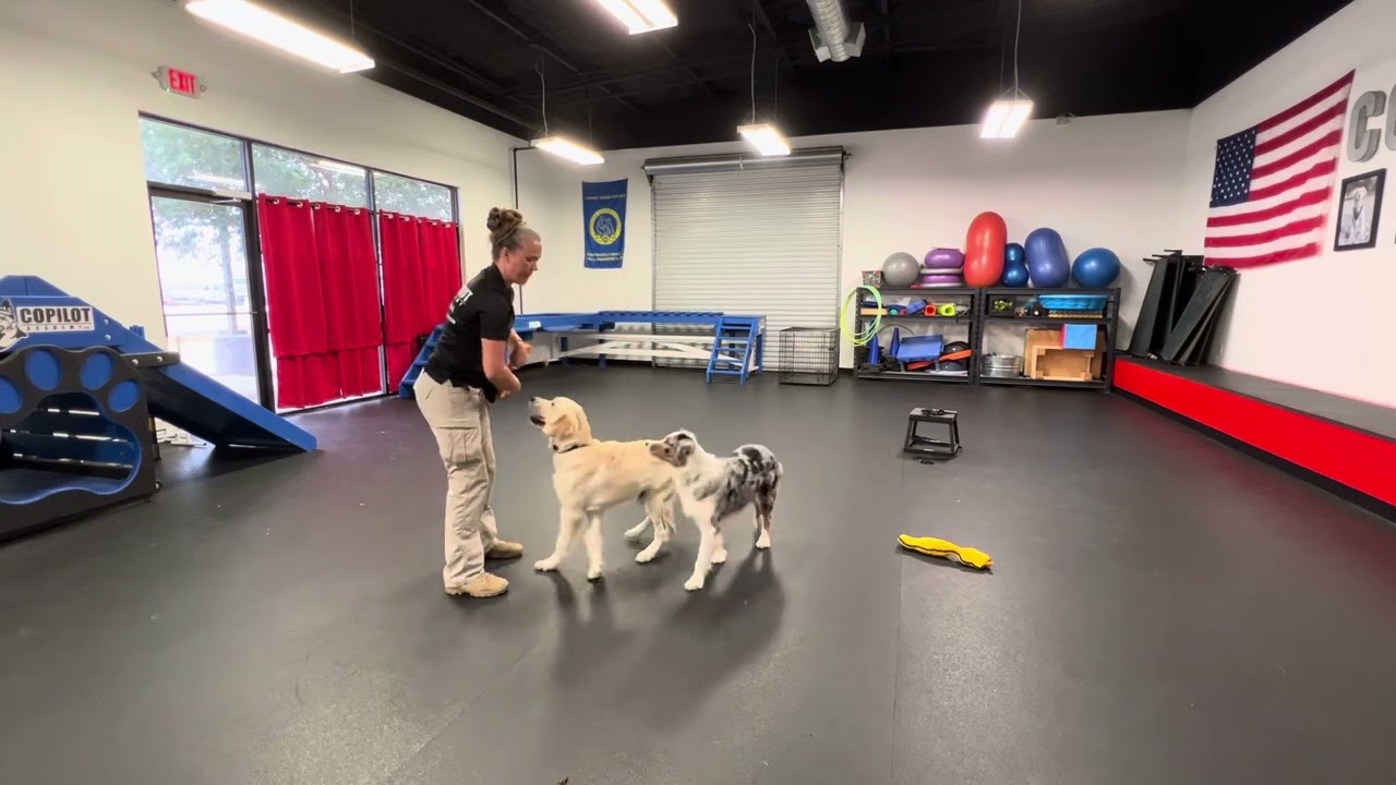 Roo & Maui: Roo (learning how to be a dog), Maui (start & stop play)