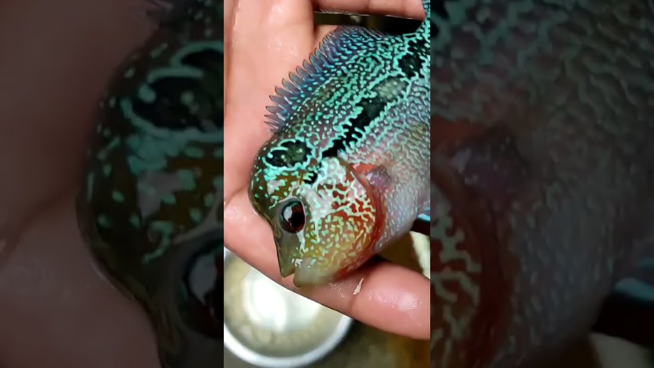 Amazing Transformation: Grooming and Beautifying an Srd Flowerhorn#shorts#short#shortsfeed#ytshorts