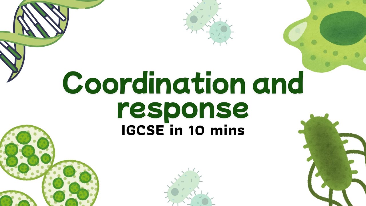 IGCSE Biology Chapter 13 Summary &mdash; Coordination and response Explained