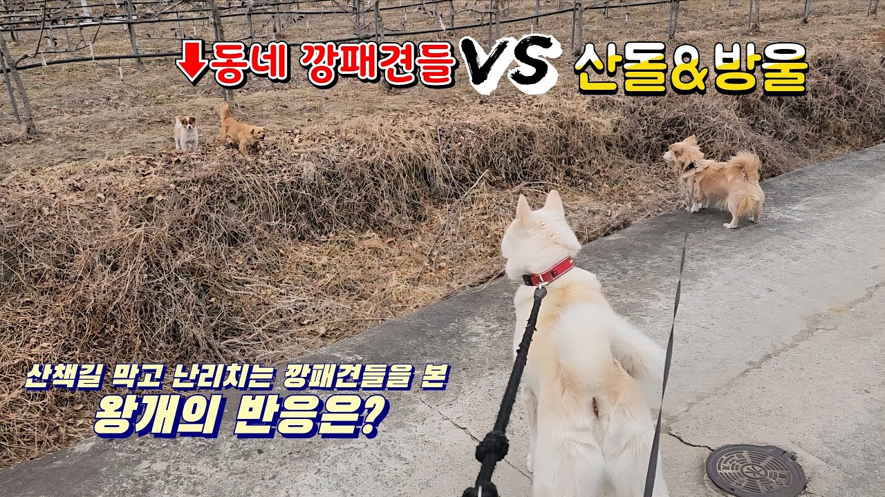 동네 깡패견들과의 대치상황!!  왕개의 선택은??
