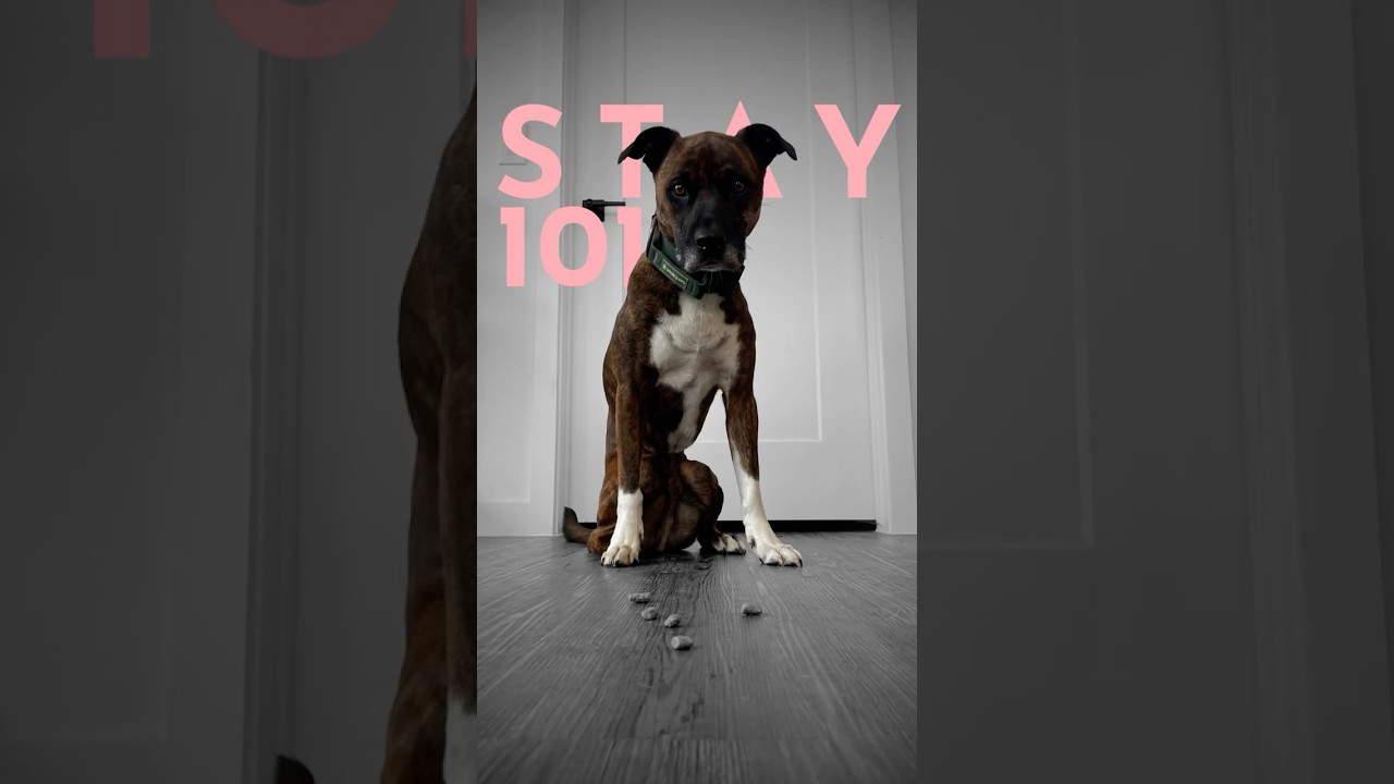 How to teach ANY dog to sit and stay. (FAST!)  #dogtraining #puppytraining