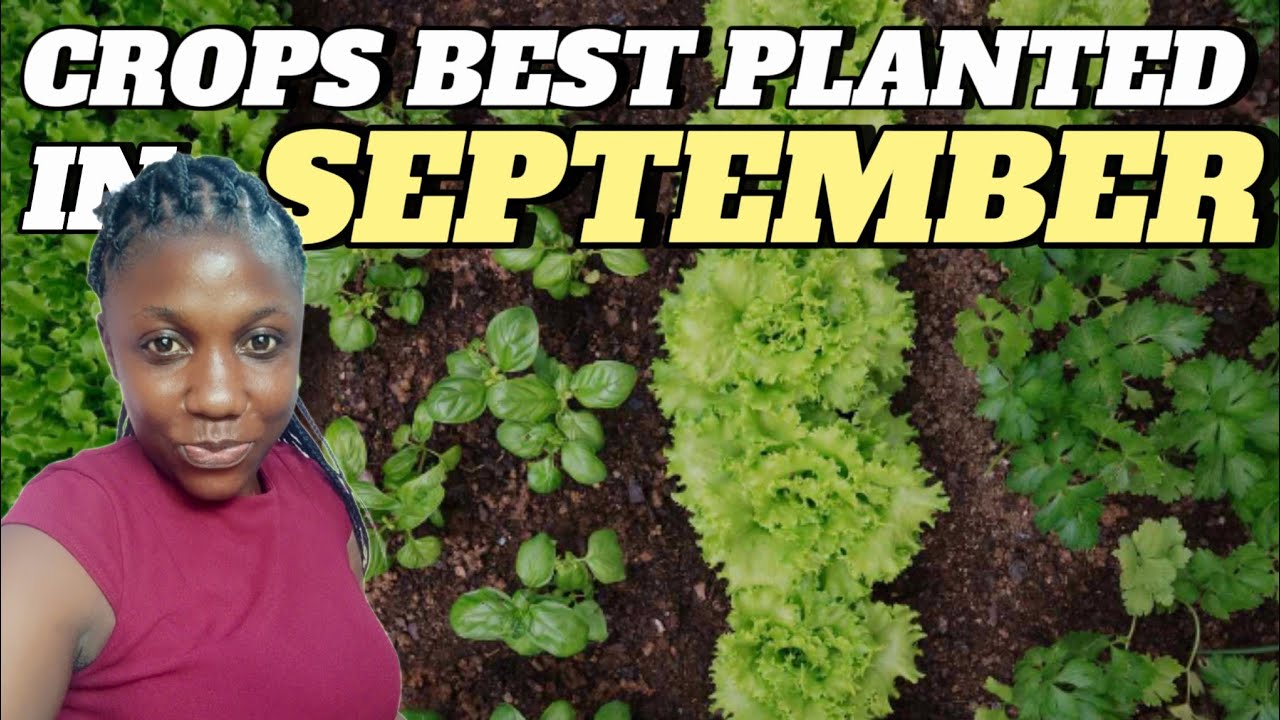 5 crops best grown this September and make millions after 90 days