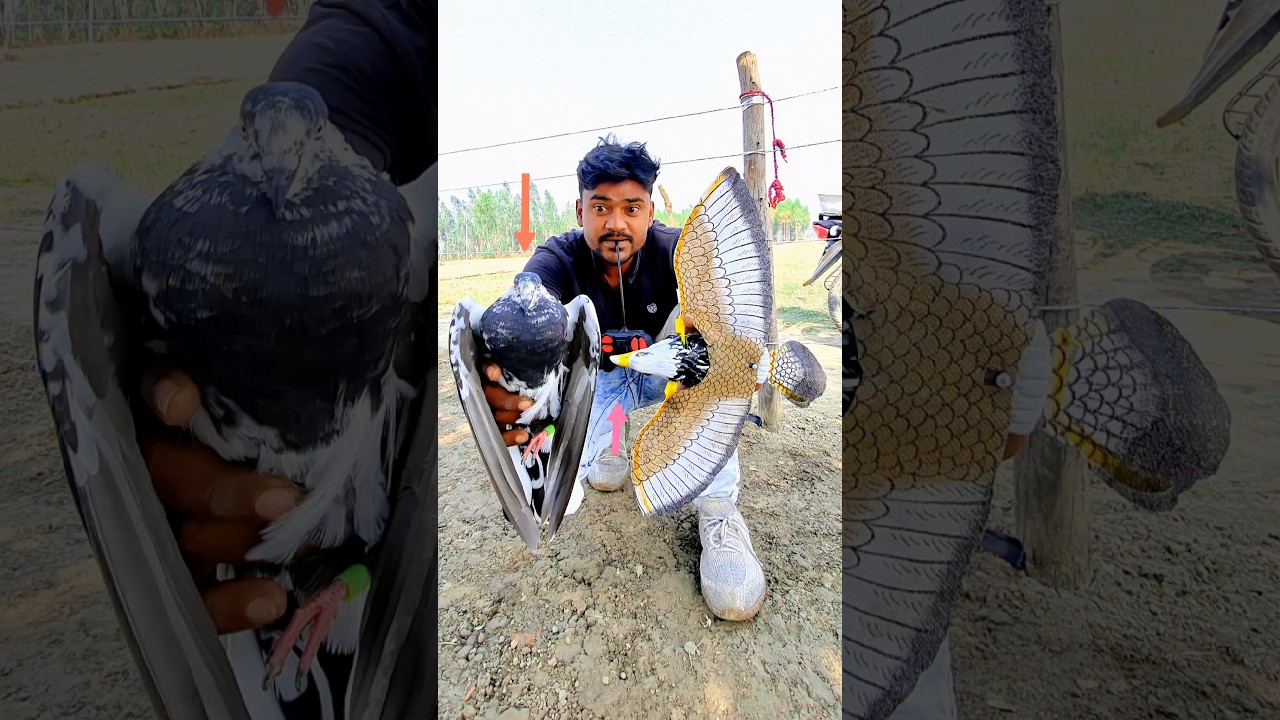 Fly eagle Birds and remote control कबूतर fanny 🐦🦅#shorts  #kabutar