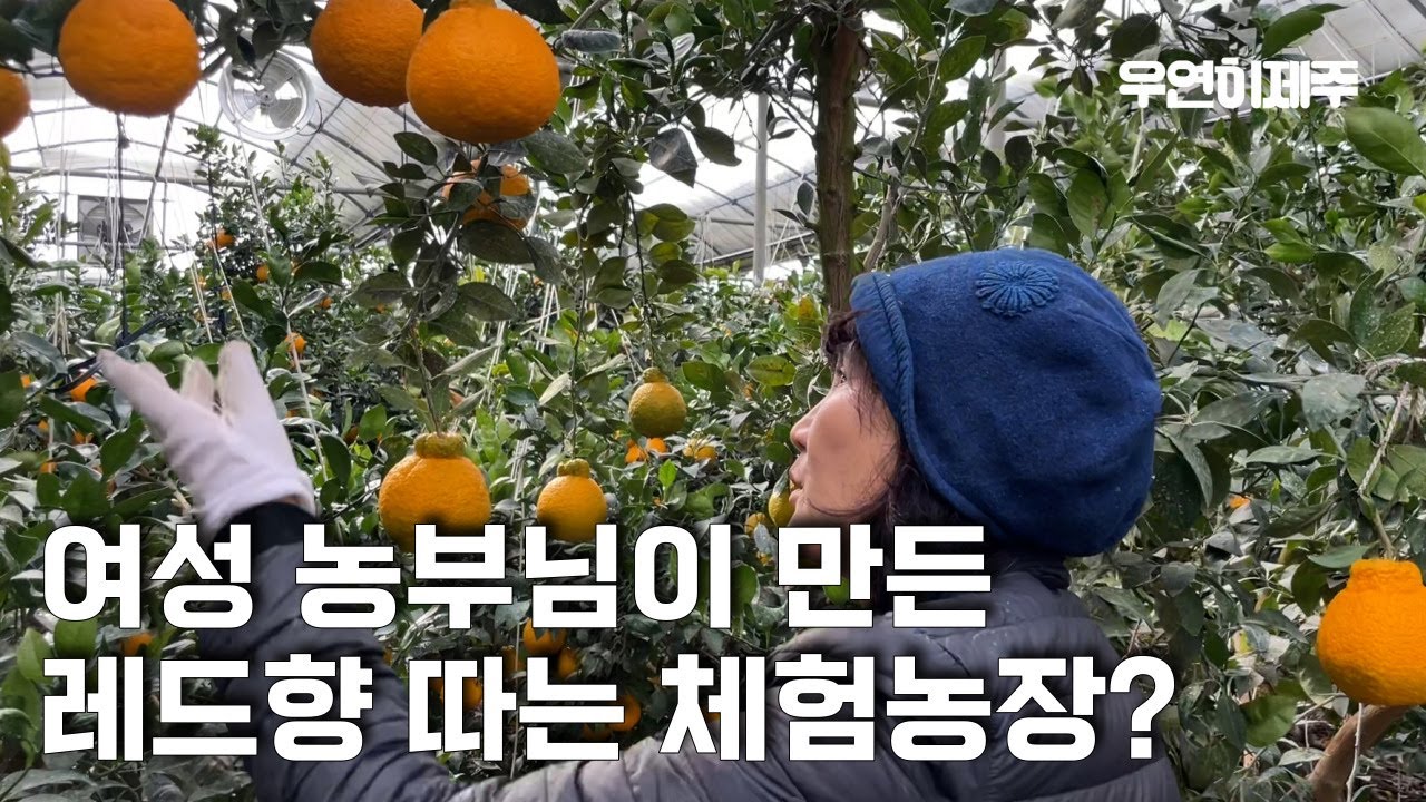 관광지 아닌 찐 농사짓는 제주도 현지 스타일 레드향 체험 아니 노동하다 가세요