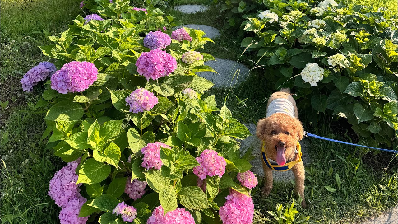 수국과 산책 후 꿀잠자는 강아지🐶