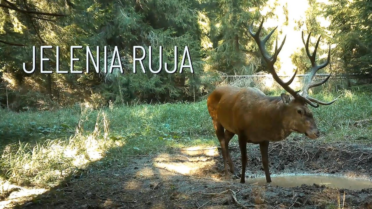 Jelenia ruja 2024 | Fotopasce Nízke Tatry |  Rykowisko jeleni 2024 | Fotopułapka