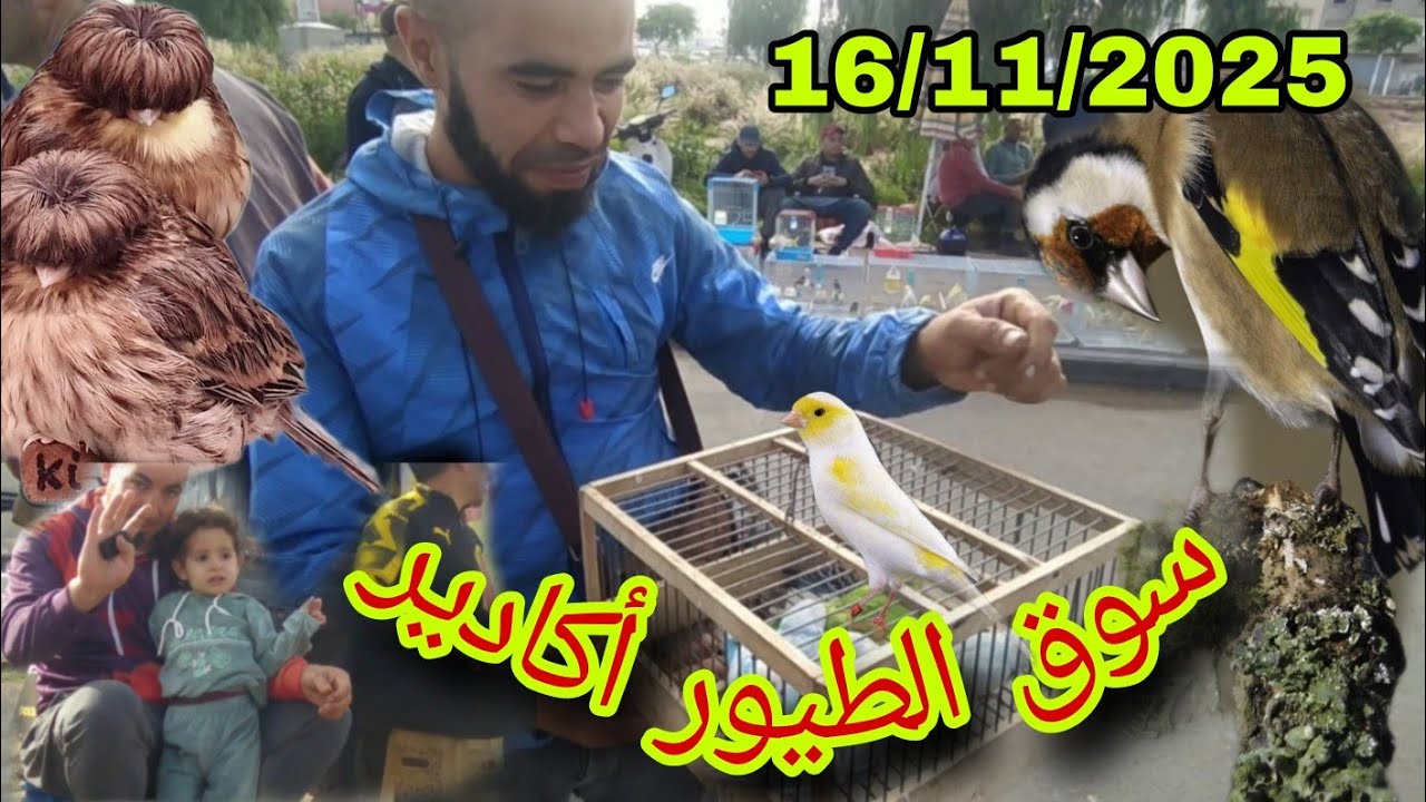سوق الطيور أكادير ليوم الأحد كما العادة الجديد االوليد توليعة +التعرف على الأثمنة 🇲🇦✌️✌️🏅