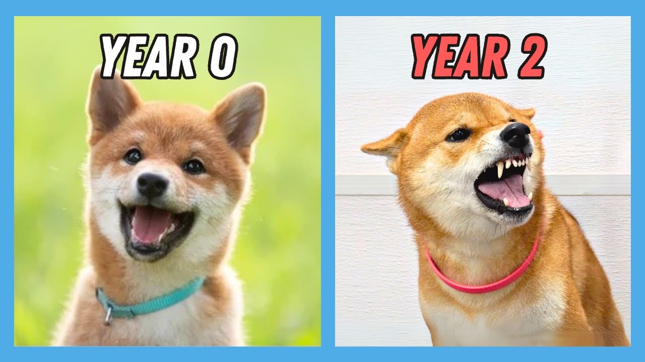 What it’s REALLY like owning a Shiba Inu