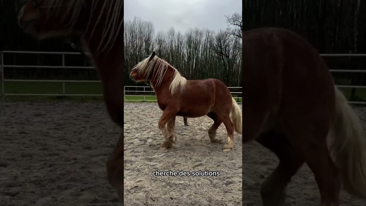 Première approche éthologique avec un jeune cheval Comtois 