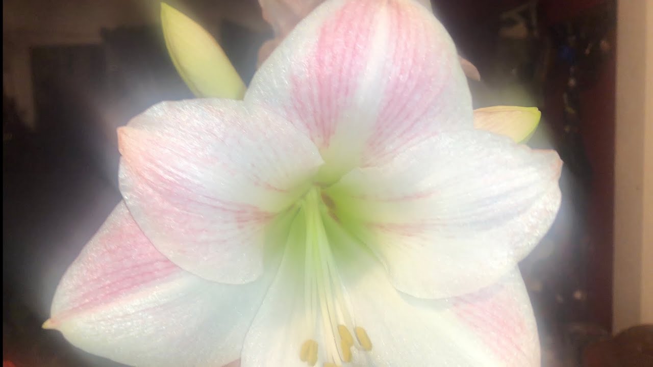 Cómo sembrar y conservar amaryllis o azucenas