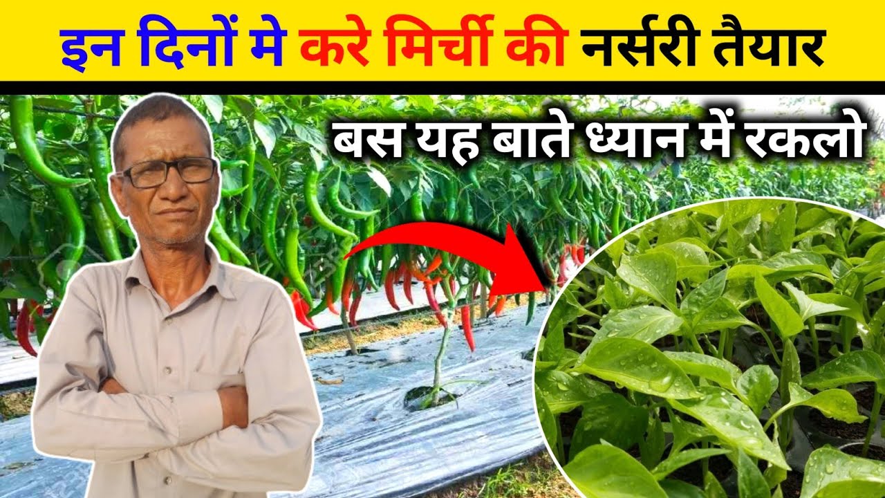 बरसात में मिर्ची की नर्सरी तयार कैसे करें।। mirchi ki nursery taiyar मिर्ची की खेती केसे करें 🌶️🌶️