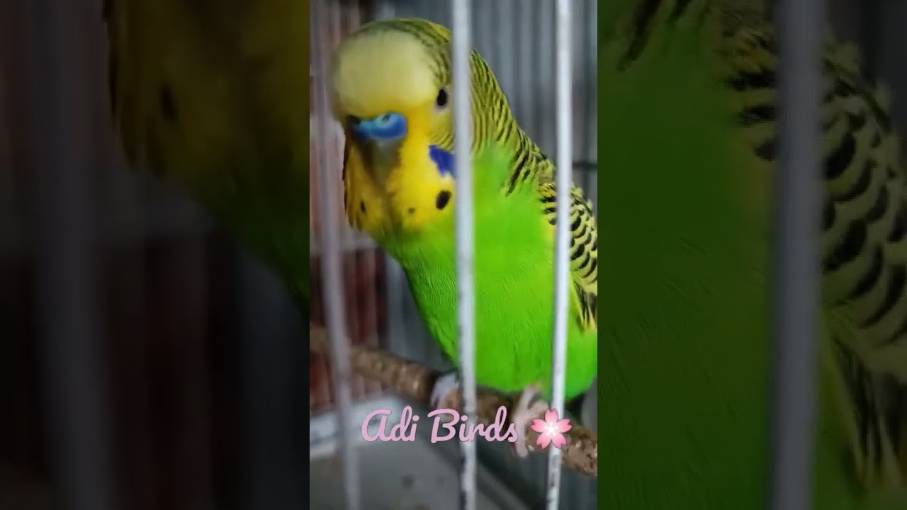 Periquito Australiano Cantando 💚🤩 Adi Birds 🌸