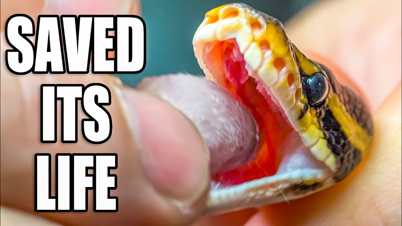 My SNAKE won't eat!!! Now What?